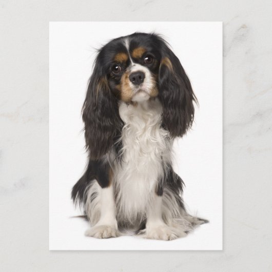 Cavalier King Charles Spaniel Puppy Dog Briefkaart (Voorkant)