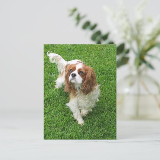 Cavalier King Charles Spaniel Puppy Dog Post Card Briefkaart (Staand voorkant)