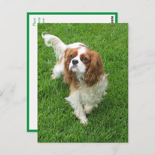 Cavalier King Charles Spaniel Puppy Dog Post Card Briefkaart (Voorkant / Achterkant)