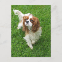 Cavalier King Charles Spaniel Puppy Dog Post Card
