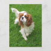 Cavalier King Charles Spaniel Puppy Dog Post Card Briefkaart (Voorkant)