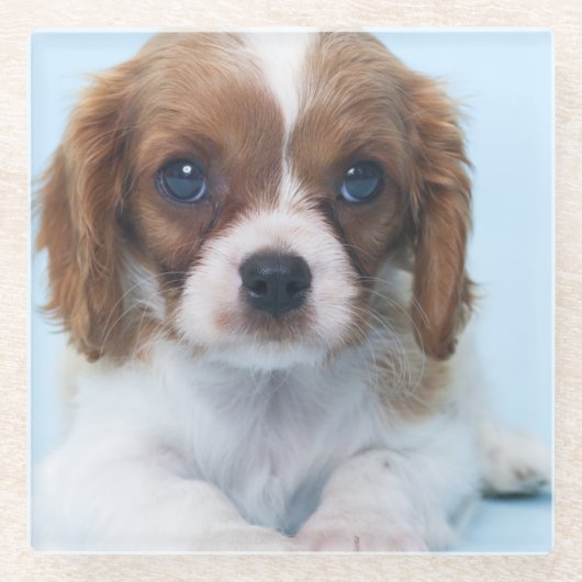 Cavalier King Charles Spaniel Puppy Glazen Onderzetter (Voorkant)