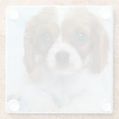 Cavalier King Charles Spaniel Puppy Glazen Onderzetter (Achterkant)