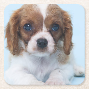 Cavalier King Charles Spaniel Puppy Kartonnen Onderzetters
