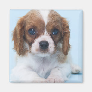 Cavalier King Charles Spaniel Puppy Magneet