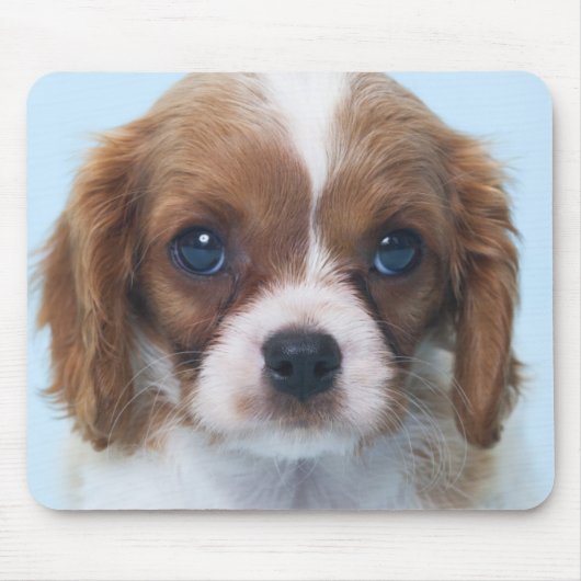 Cavalier King Charles Spaniel Puppy Muismat (Voorkant)