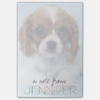 Cavalier King Charles Spaniel Puppy