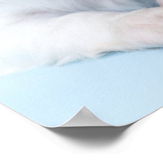 Cavalier King Charles Spaniel Puppy Poster (Hoek)