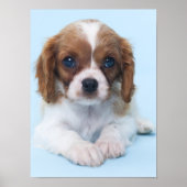 Cavalier King Charles Spaniel Puppy Poster (Voorkant)