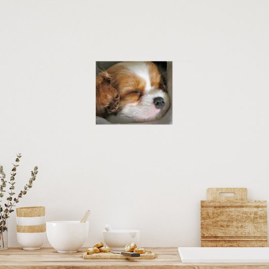 Cavalier King Charles Spaniel Puppy Poster (Keuken)
