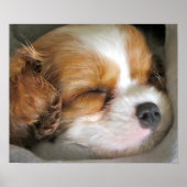 Cavalier King Charles Spaniel Puppy Poster (Voorkant)