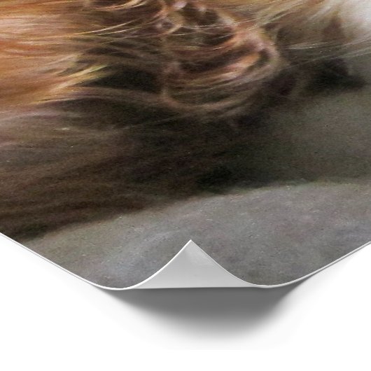 Cavalier King Charles Spaniel Puppy Poster (Hoek)