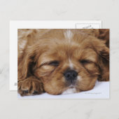 Cavalier King Charles Spaniel puppy slapen Briefkaart (Voorkant / Achterkant)