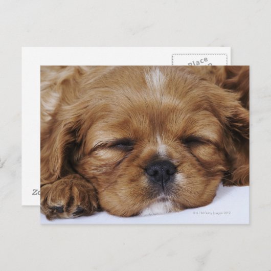Cavalier King Charles Spaniel puppy slapen Briefkaart (Voorkant / Achterkant)