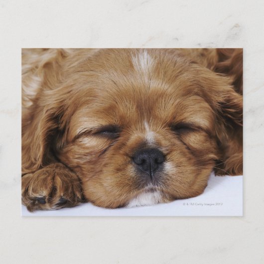 Cavalier King Charles Spaniel puppy slapen Briefkaart (Voorkant)