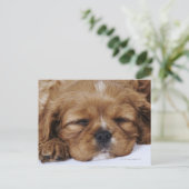 Cavalier King Charles Spaniel puppy slapen Briefkaart (Staand voorkant)