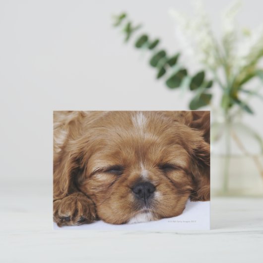 Cavalier King Charles Spaniel puppy slapen Briefkaart (Staand voorkant)