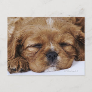 Cavalier King Charles Spaniel puppy slapen Briefkaart