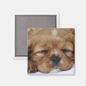 Cavalier King Charles Spaniel puppy slapen Magneet (Voorkant / Achterkant)