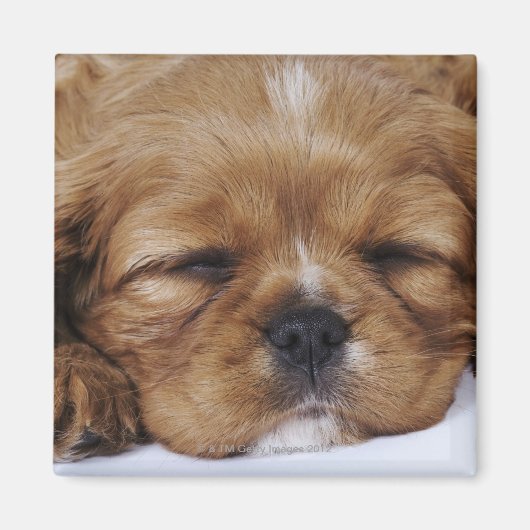 Cavalier King Charles Spaniel puppy slapen Magneet (Voorkant)