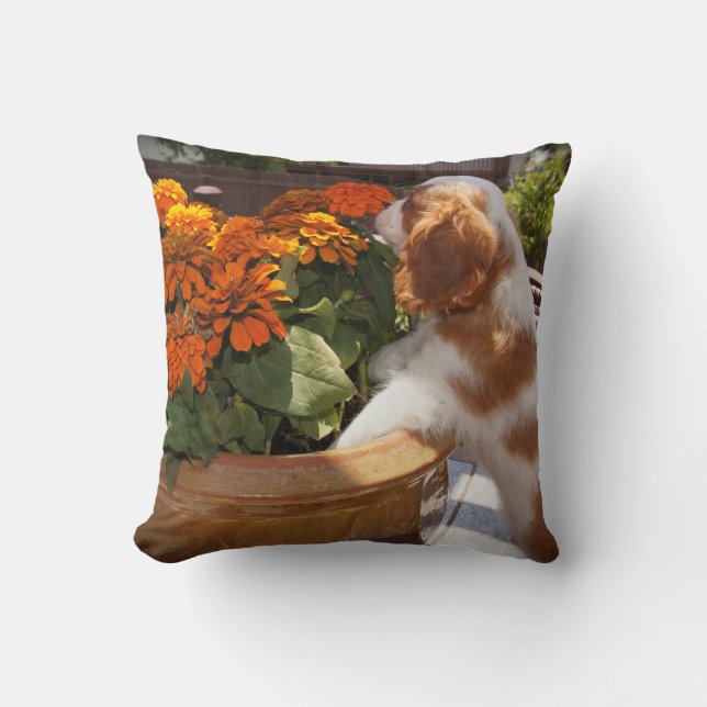 Cavalier King Charles Spaniel Puppy Smells Flowers Kussen (Voorkant)
