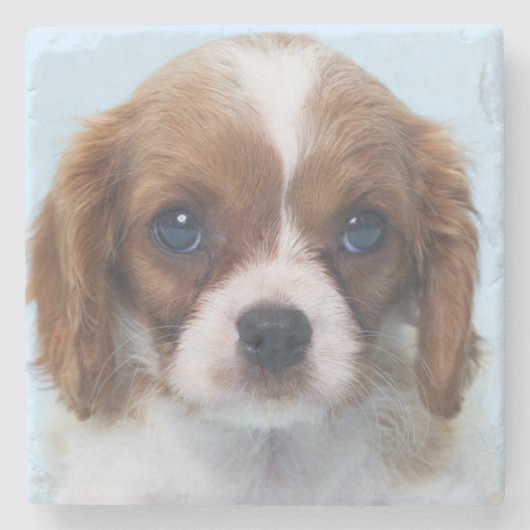 Cavalier King Charles Spaniel Puppy Stenen Onderzetter (Voorkant)