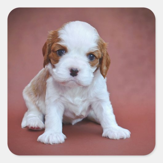 Cavalier King Charles Spaniel puppy Vierkante Sticker (Voorkant)