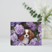 Cavalier King Charles Spaniel Red en White Briefkaart (Staand voorkant)
