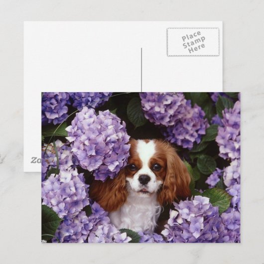Cavalier King Charles Spaniel Red en White Briefkaart (Voorkant / Achterkant)