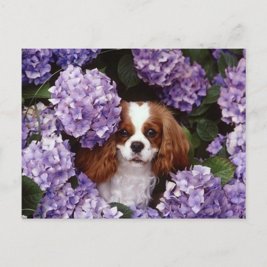 Cavalier King Charles Spaniel Red en White Briefkaart (Voorkant)