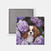 Cavalier King Charles Spaniel Red en White Magneet (Voorkant / Achterkant)