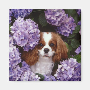 Cavalier King Charles Spaniel Red en White Magneet