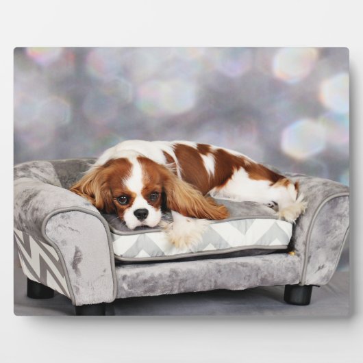 Cavalier King Charles Spaniel - Remington Fotoplaat (Voorkant)