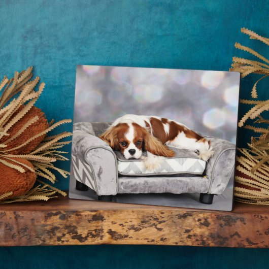 Cavalier King Charles Spaniel - Remington Fotoplaat (Zijkant)