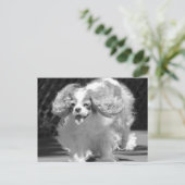 Cavalier King Charles Spaniel Rennende Postkaart (Staand voorkant)