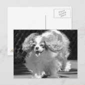 Cavalier King Charles Spaniel Rennende Postkaart (Voorkant / Achterkant)