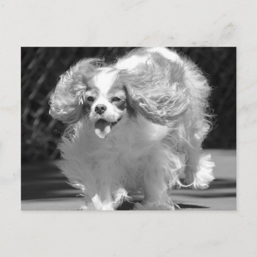 Cavalier King Charles Spaniel Rennende Postkaart (Voorkant)
