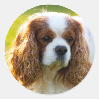 Cavalier King Charles Spaniel Ronde Sticker