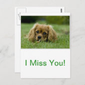 Cavalier King Charles Spaniel Ruby Briefkaart (Voorkant / Achterkant)