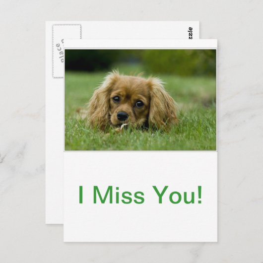 Cavalier King Charles Spaniel Ruby Briefkaart (Voorkant / Achterkant)