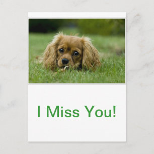 Cavalier King Charles Spaniel Ruby Briefkaart