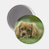 Cavalier King Charles Spaniel Ruby Magneet (Voorkant / Achterkant)