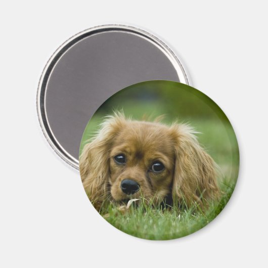 Cavalier King Charles Spaniel Ruby Magneet (Voorkant / Achterkant)