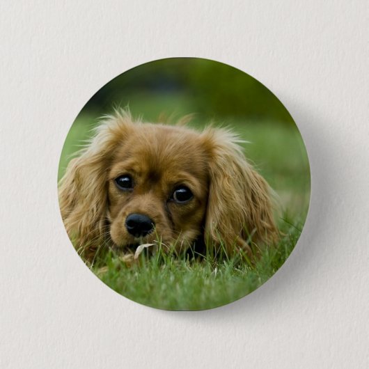 Cavalier King Charles Spaniel Ruby Ronde Button 5,7 Cm (Voorkant)