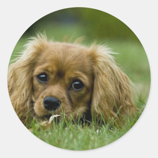 Cavalier King Charles Spaniel Ruby Ronde Sticker (Voorkant)