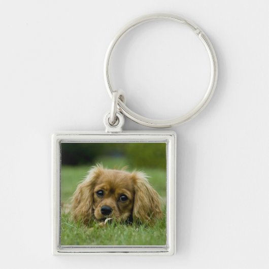 Cavalier King Charles Spaniel Ruby Sleutelhanger (Voorkant)
