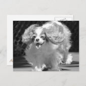 Cavalier King Charles Spaniel Running Briefkaart (Voorkant / Achterkant)