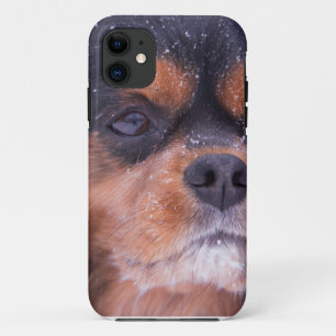 Cavalier King Charles Spaniel Sneeuwvlok iPhone 11 Hoesje