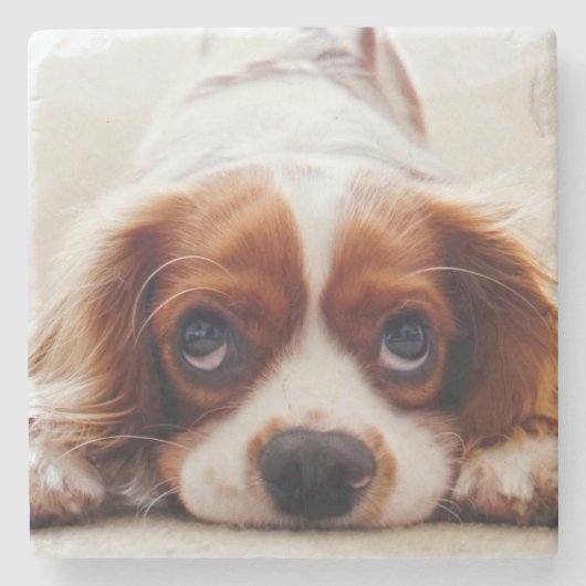 Cavalier King Charles Spaniel Stenen Onderzetter (Voorkant)