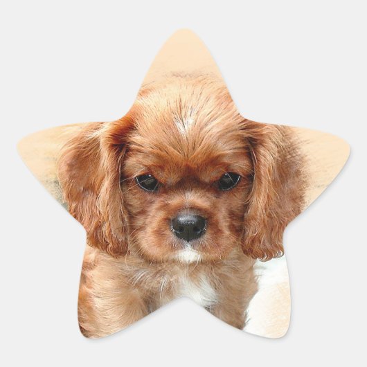 Cavalier King Charles Spaniel Ster Sticker (Voorkant)